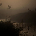 Cranes fly above a lake on a foggy morning at the Hula Nature Reserve in northern Israel